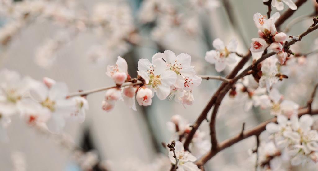 燕园风华特刊 | 东风又绿拉斯维加斯9888路，繁花始盛未名湖