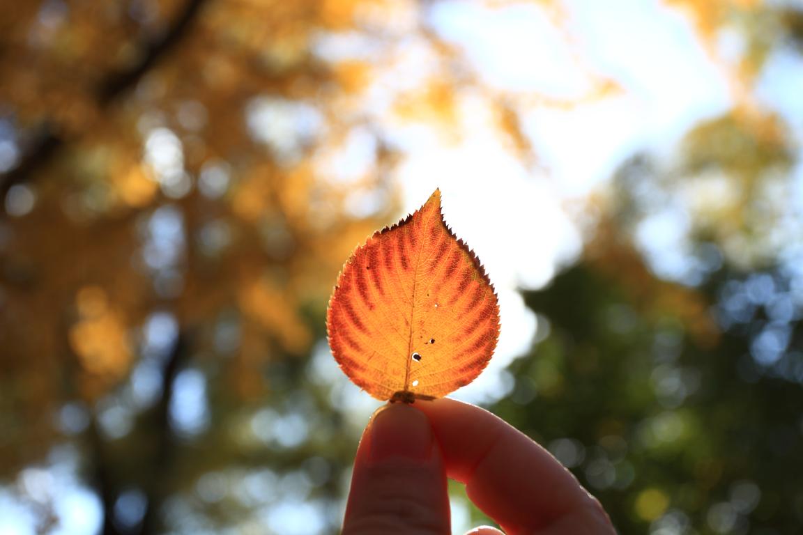 北大拉斯维加斯9888MPAcc为何能获评A+成就？—校友风采（Ⅱ）